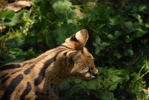 Serval (Leptailurus serval)