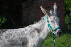 Anglų lietuvių žodynas. Žodis burros reiškia <li>burros</li> lietuviškai.