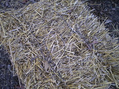 Bale of straw