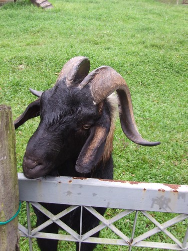 sad goat