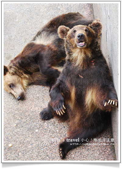 【夏の北海道】小心！熊出沒注意！可愛熊牧場＋昭和新山昭和新山熊牧場