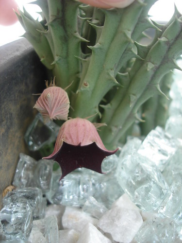 Flor de cactus...alguém sabe o nome??? - a photo on Flickriver