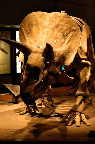 Triceratops - Tyrrell Museum
