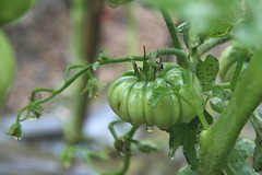 green calabrese tomato