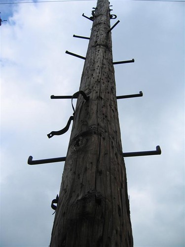Gaffers delight telephone pole