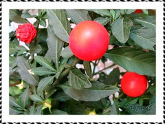 Solanum pseudocapsicum (Jerusalem Cherry, Christmas/Winter Cherry) in our garden