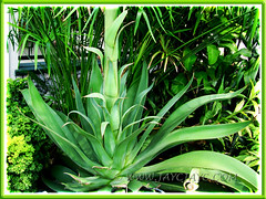 Agave desmettiana with a 3m tall flowering stalk - March 15 2011