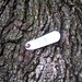 Asset tag on a tree