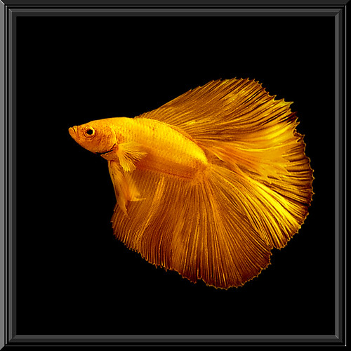The 4 Most Common Signs of Illness in Betta Fish - Fish Care