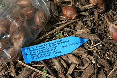 tulip bulb label