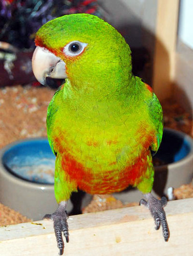 The Perfect Looking Conure? (parrots, cage) - Birds - City-Data Forum