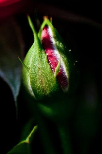 miniature rose bud, shot in macro