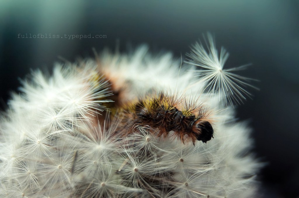 Caterpillar Wishes