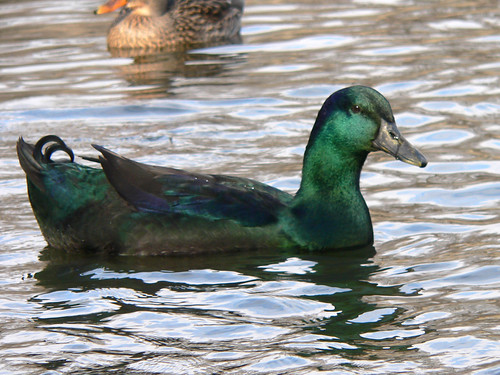 AUSTRALIAN POULTRY FORUM™ • View topic - Black east indie ducks in sydney