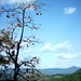 柿の木＠吉野山（2008.05.10）