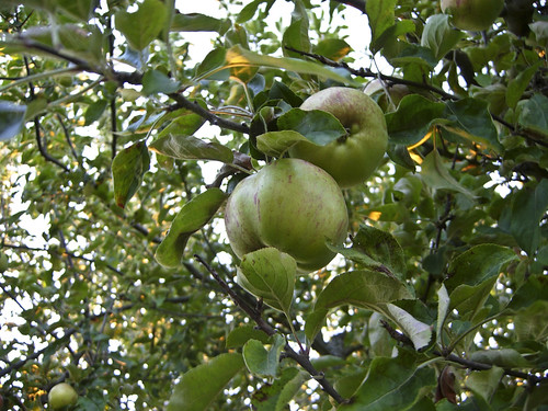 Monte Cristo's Apple Tree