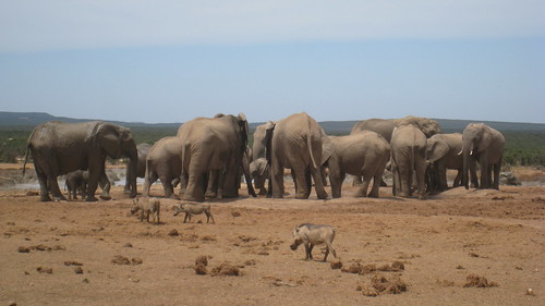 Elephants at a watering hole