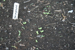 simpson seedlings