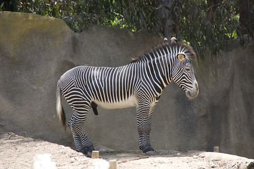 Zebra Penis Size