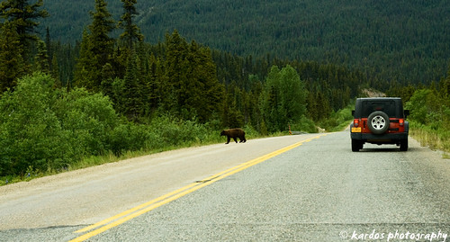Bear crossing the road