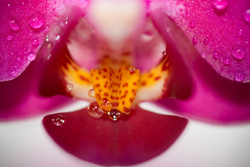 Little Orchids--close up