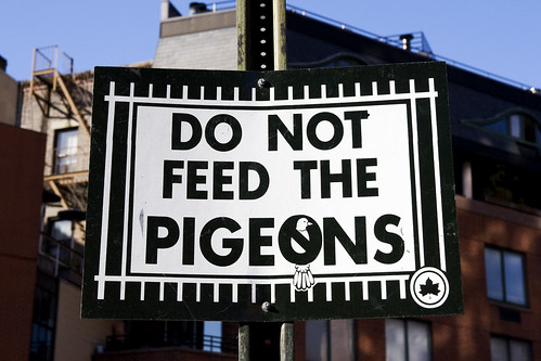 do not feed the pigeons