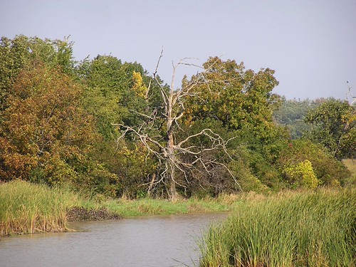dead tree