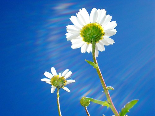 Flowers in the light