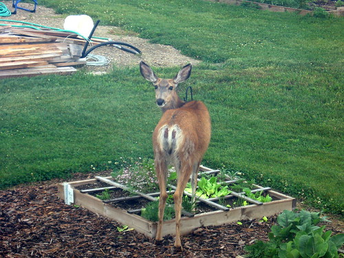 Deer in the Garden