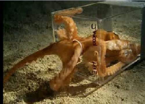 Octopus escapes 1 inch hole