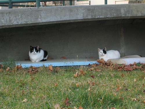 Handicapped ramp cats