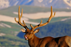 Ever Entertaining Elk of Rocky Mountain National Park
