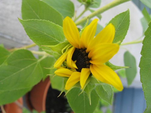 Our first baby sunflower
