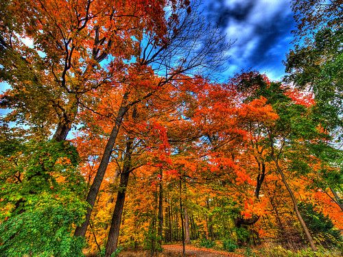 autumn falls... by paul bica, on Flickr