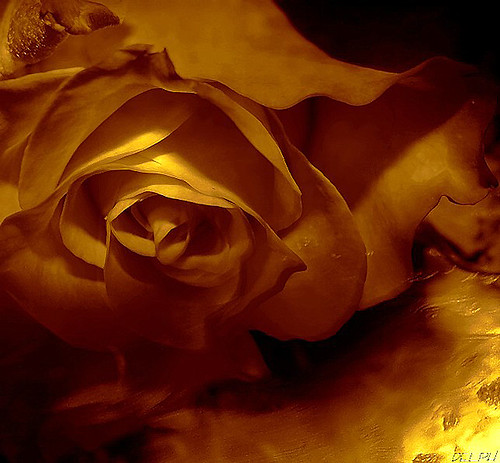O significado de uma rosa dourada |