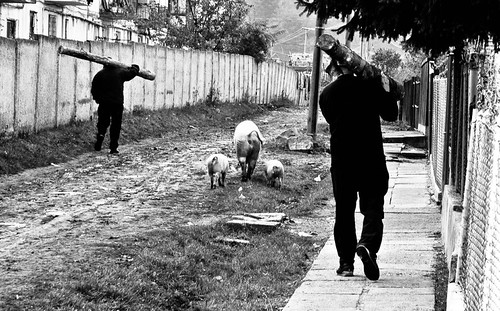 "disznok hazafele tartanak"/The pigs go home...