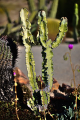 Cactus No 2