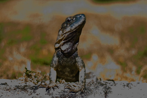 Heres the little female iguana.