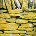 Lichen on Wall, North Ronaldsay