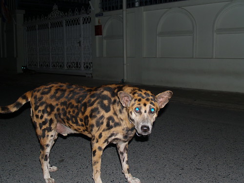 leopard dog