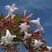 Photo: Abelia grandiflora