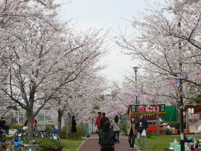 先日、千本桜を見てきました。こんな感じで...