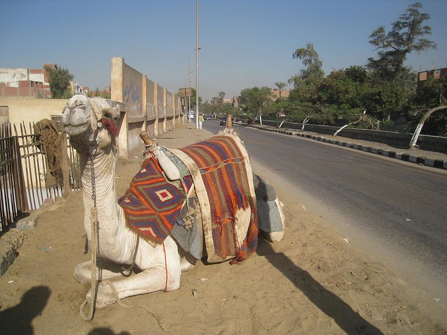 Egyptian camel rides to the Great Pyramids are a popular draw for tourists