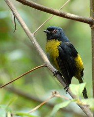 Black and Yellow Silky Flycatcher