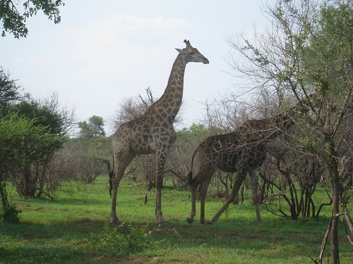 A pair of giraffe