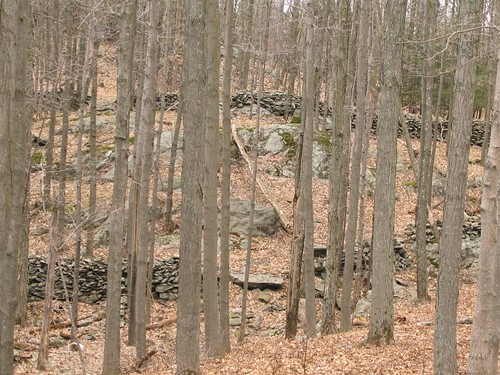 Stone walls in the forest