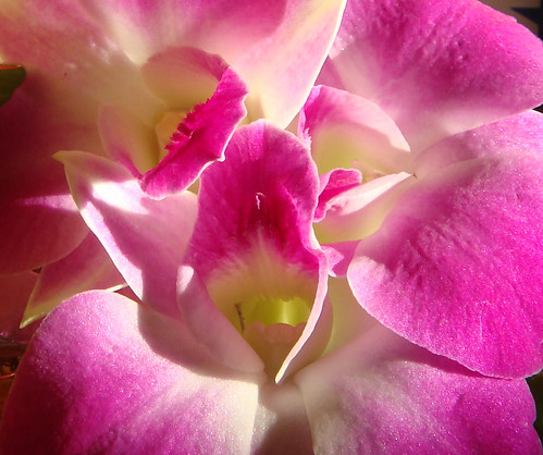 Close-up of fresh orchid just landed from Thailand