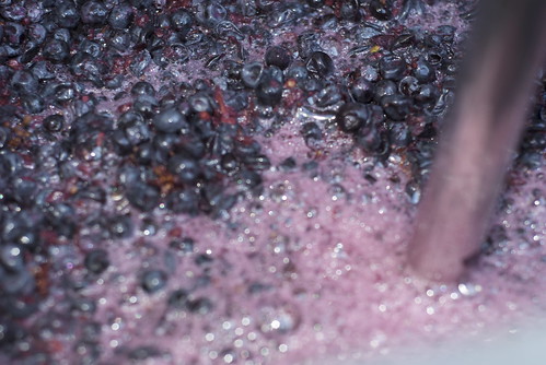 Still, the grapes are really foaming and bubbling as I punch them down. Fermentation is GO!