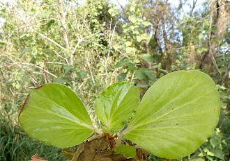 Wax Begonia (Begonia cucullata var. spatulata) ................. FLOR DE NÁCAR ~ Original = (3292 x 2311)