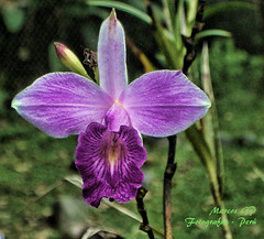 Orquidea en Panamá